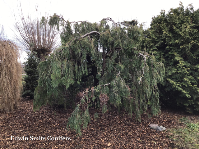 Thuja occidentalis 'Pendula'